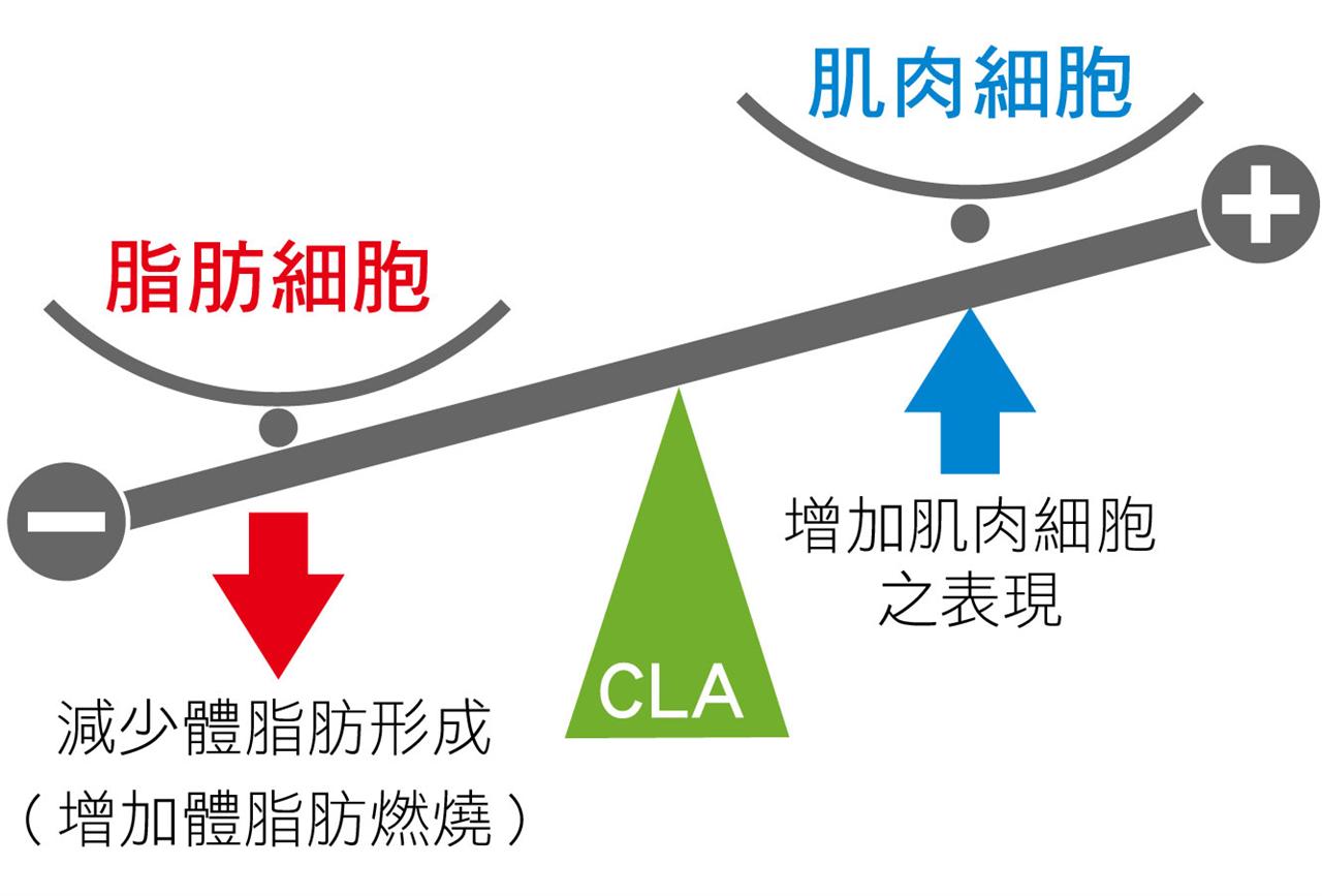 减脂好给力1 降低体脂肪 可改变人体脂肪与肌肉组织比例.