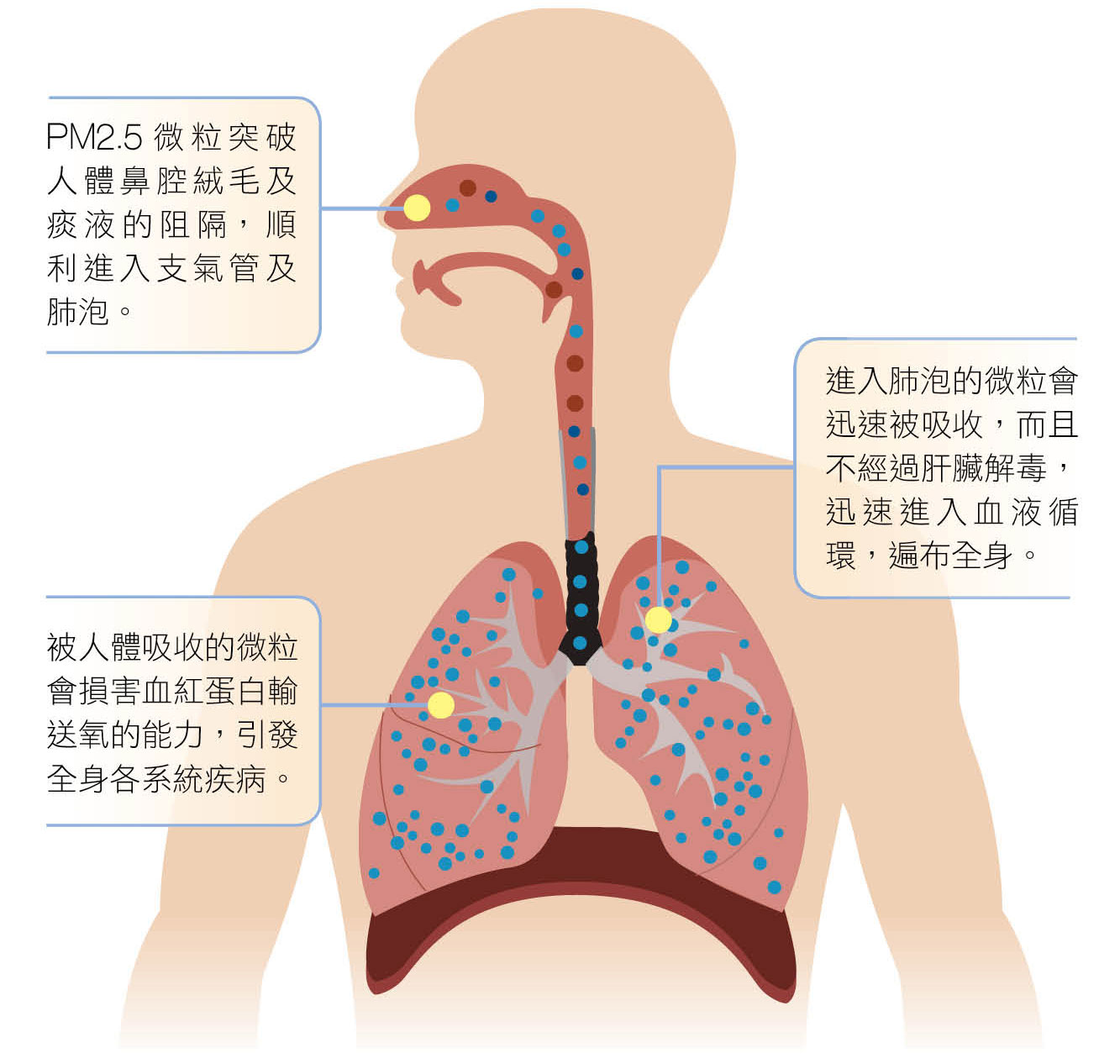 PM2.5微粒突破人體鼻腔絨毛及痰液的阻隔，順利進入支氣管及肺泡。    進入肺泡的微粒會迅速被吸收，而且不經過肝臟解毒，迅速進入血液循環，遍布全身。  被人體吸收的微粒會損害血紅蛋白輸送氧的能力，引發全身各系統疾病。