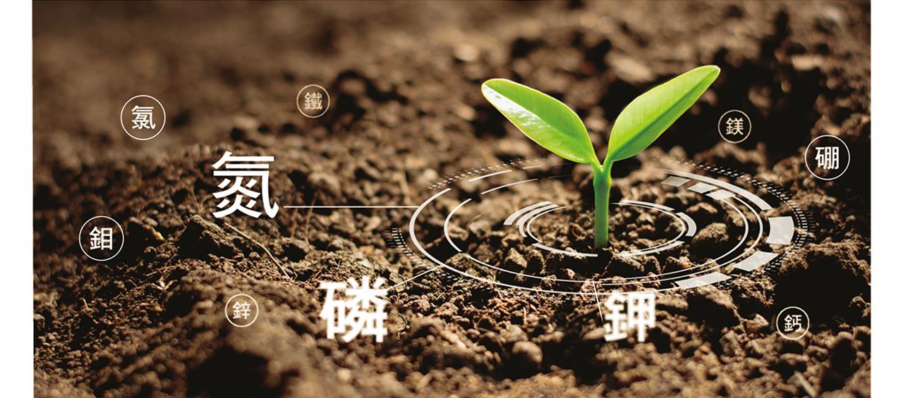 大部分的植物通過根部吸收土壤中的「氮」以促進生長，但豆科植物卻能把空氣中的氮吸收到土壤中。