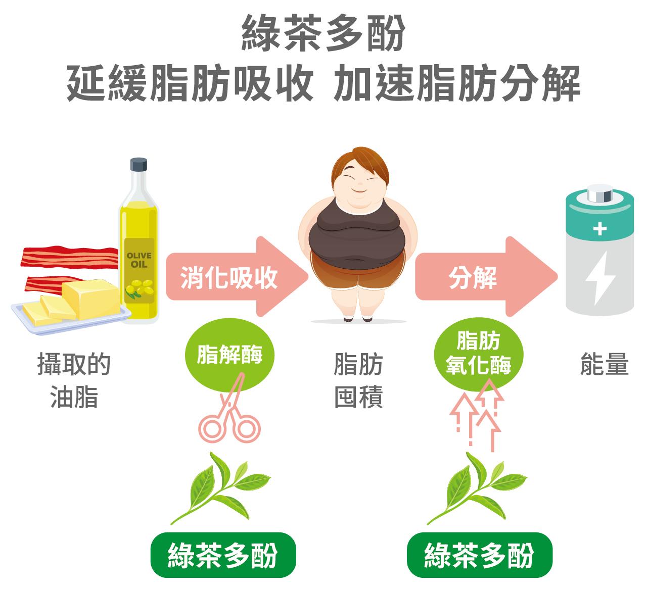 綠茶多酚 延緩脂肪吸收 加速脂肪分解