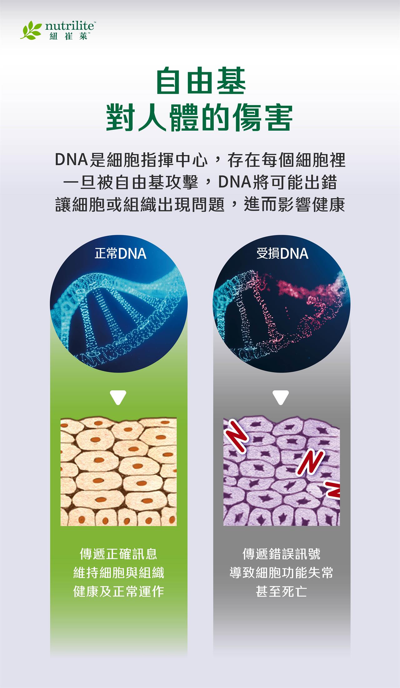 細胞抗氧化的關鍵