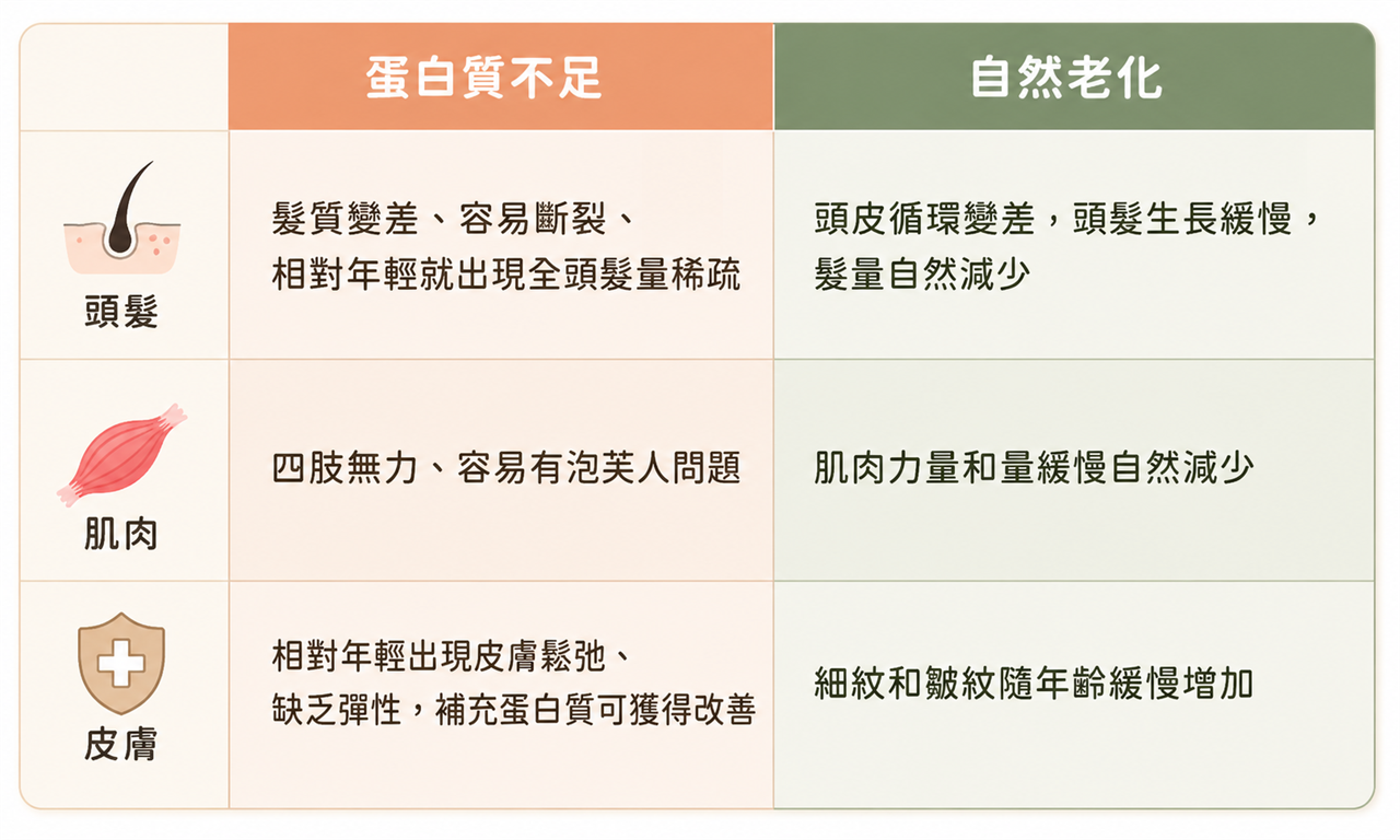 比較蛋白質不足與自然老化對頭髮、肌肉與皮膚的影響。蛋白質不足可能造成髮量稀疏、四肢無力、皮膚鬆弛與缺乏彈性；自然老化則會讓頭髮生長變慢、肌肉量減少，以及細紋皺紋增加。