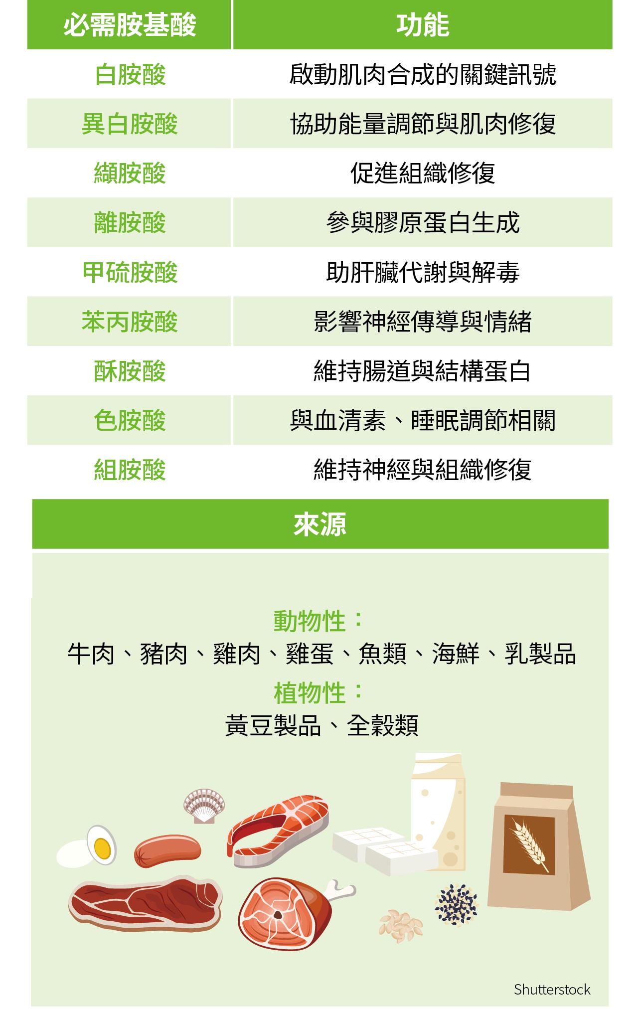 9種必需胺基酸的功能與食物來源，包括白胺酸、異白胺酸、纈胺酸、離胺酸、甲硫胺酸、苯丙胺酸、酥胺酸、色胺酸及組胺酸。內容說明各種必需胺基酸與肌肉合成、能量代謝、組織修復、膠原蛋白生成、神經傳導、腸道健康及睡眠調節的關聯，並列出肉類、魚類、蛋、乳製品、黃豆製品