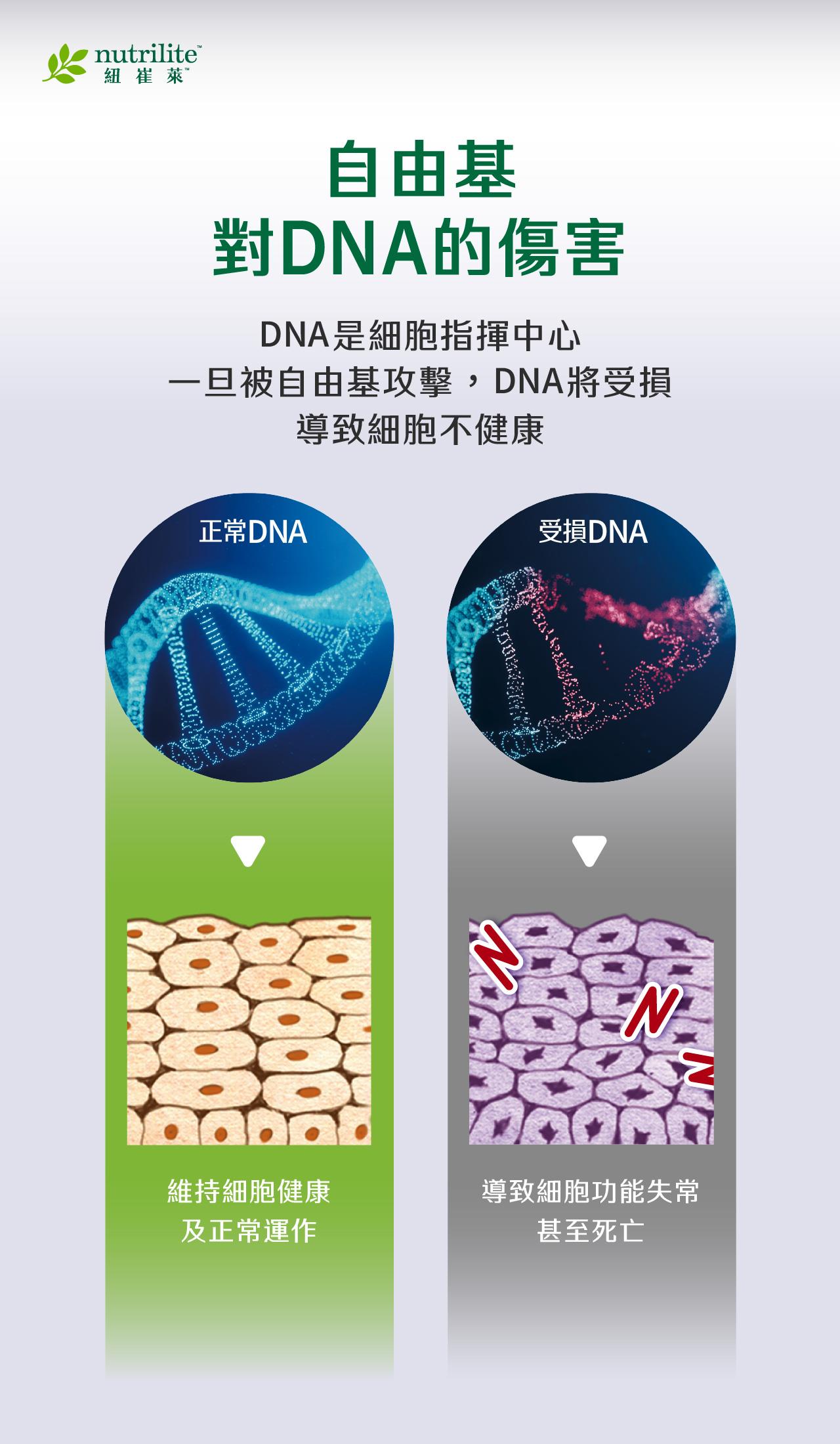 DNA 是細胞運作的重要基礎，受到自由基攻擊後可能受損，導致細胞功能異常；正常 DNA 可維持細胞健康，受損 DNA 則可能影響細胞正常運作。
